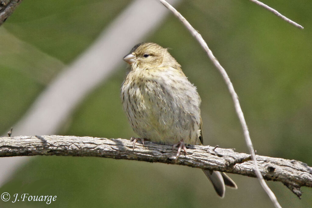 Serin cinijuvénile, identification