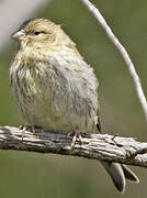 European Serin