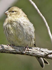 Serin cini