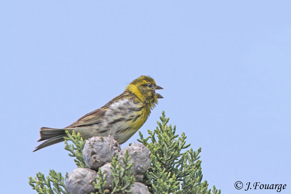 European Serin male adult, identification, Reproduction-nesting, song, Behaviour