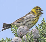 European Serin