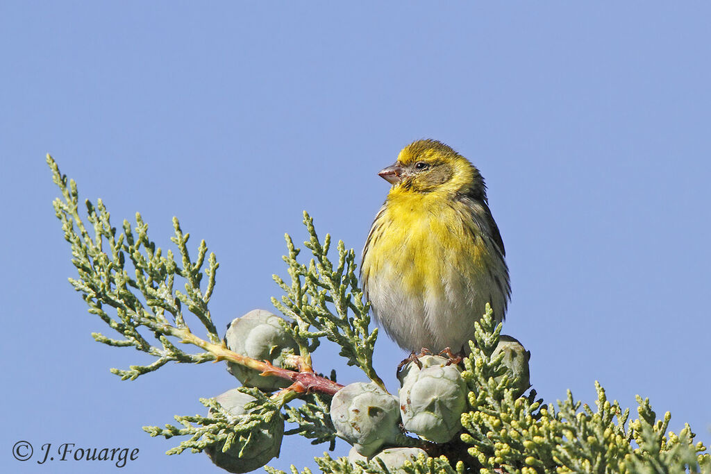 European Serin male adult, identification, Reproduction-nesting