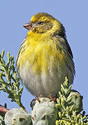 European Serin