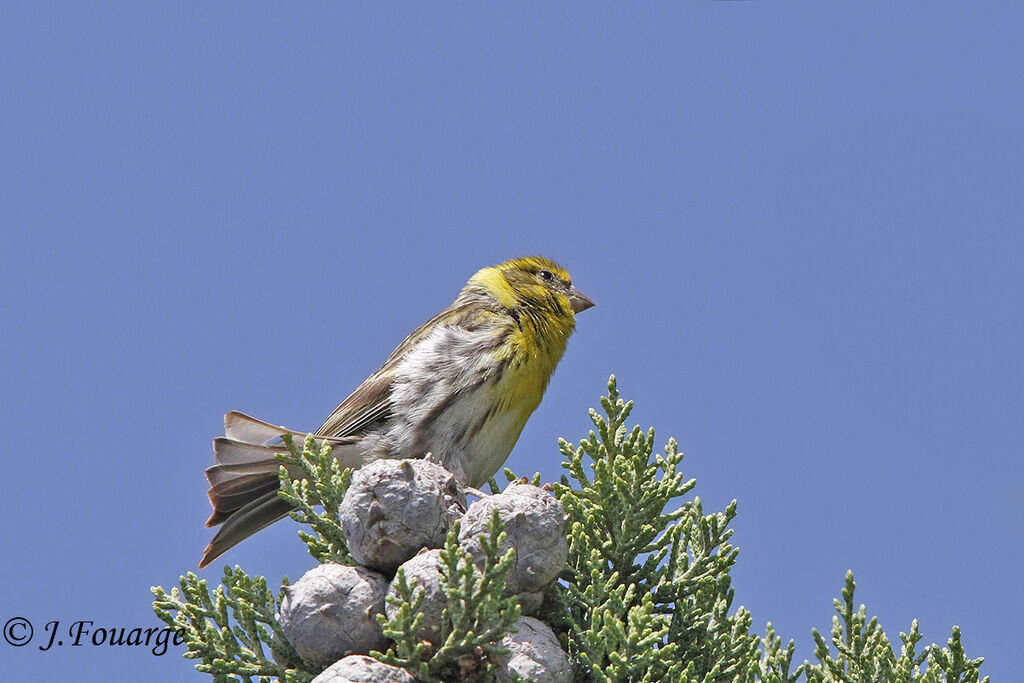 European Serin male adult, identification, song, Behaviour