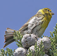 European Serin