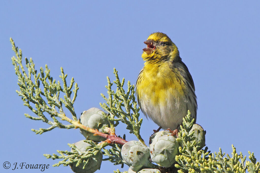 Serin cini mâle adulte, identification, Nidification, chant, Comportement