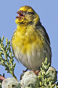 European Serin