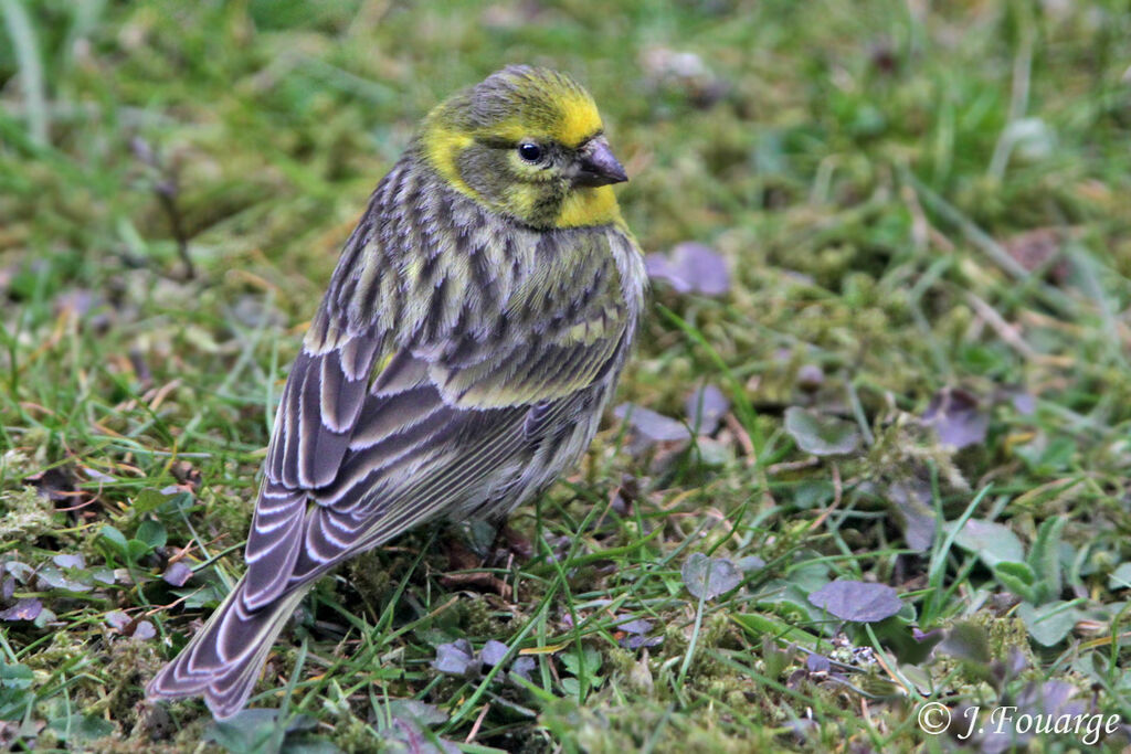 Serin cini mâle adulte, identification, Comportement