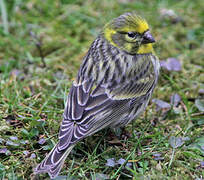 European Serin