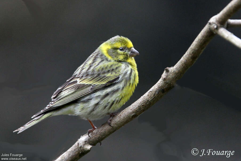 Serin cini mâle adulte