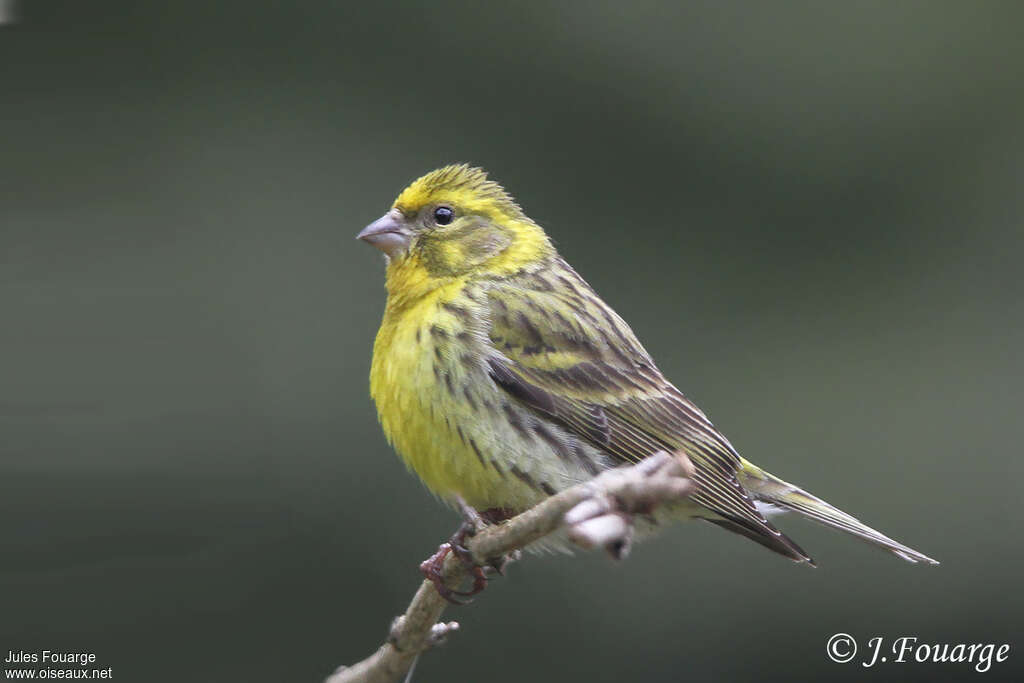 Serin cini mâle adulte nuptial, identification