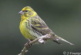 European Serin