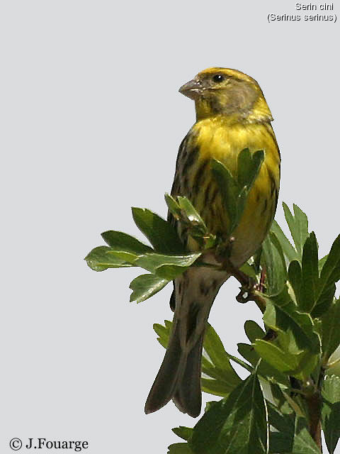 European Serin