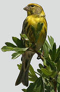 European Serin