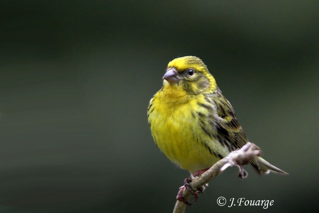 European Serin male adult