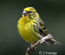 European Serin