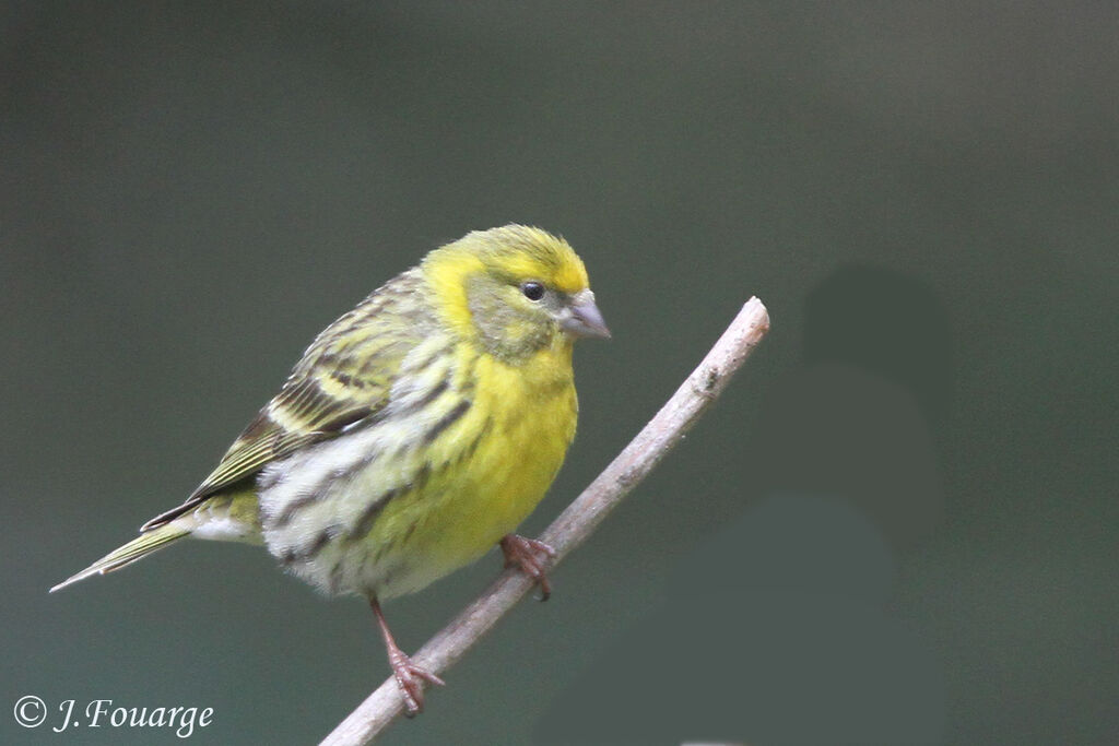 European Serin male adult, identification