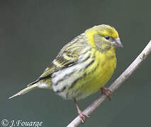 European Serin