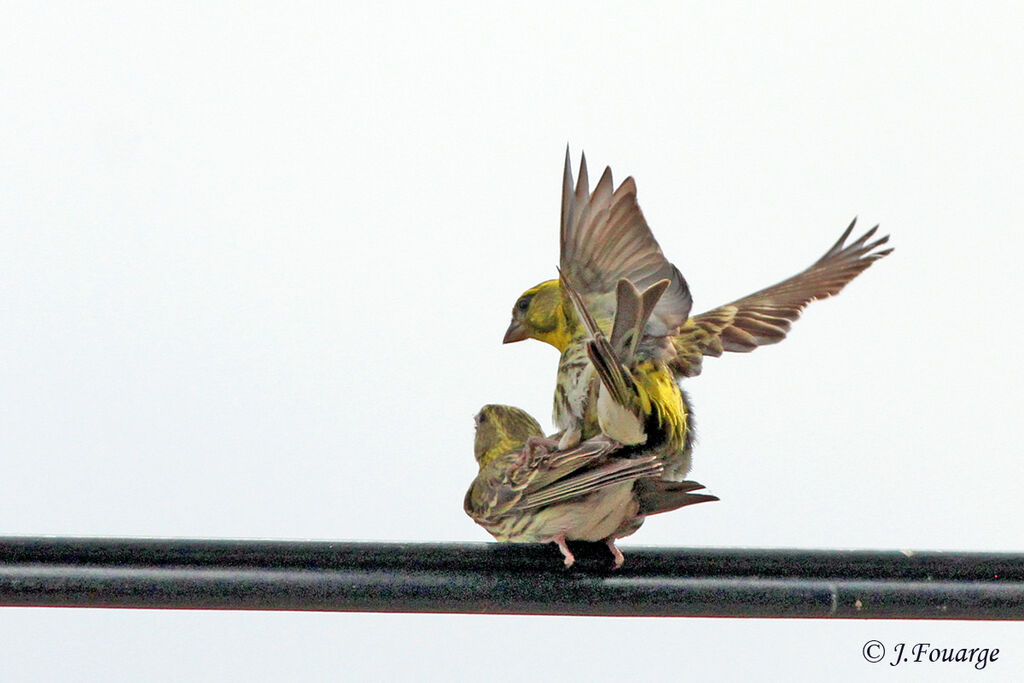 Serin cini , identification