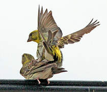 European Serin