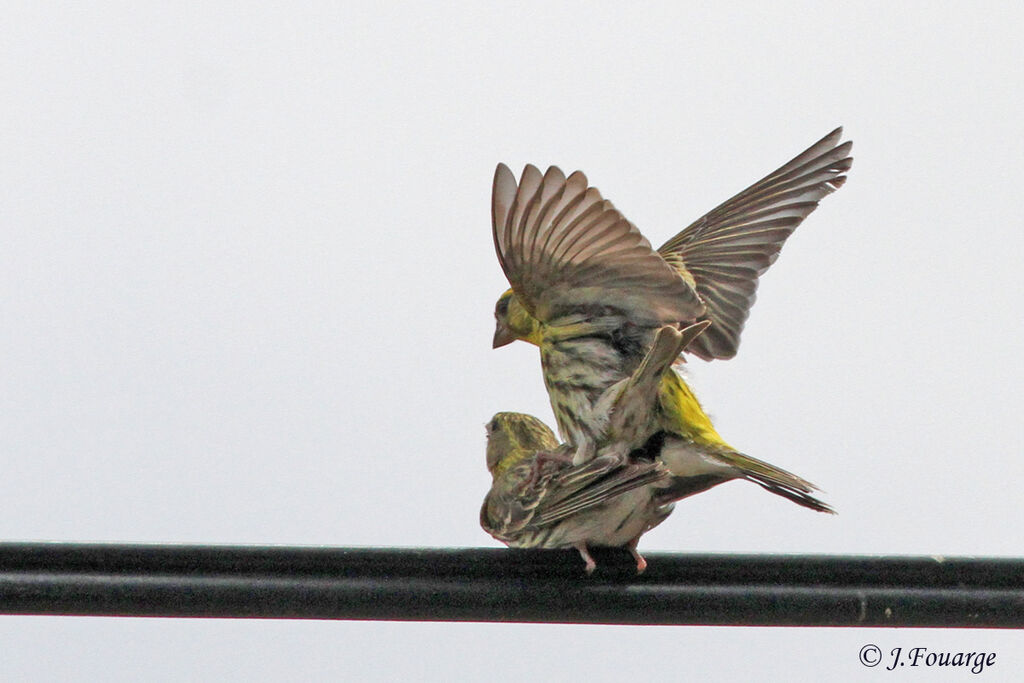 European Serin , identification, Behaviour