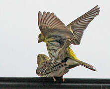 European Serin