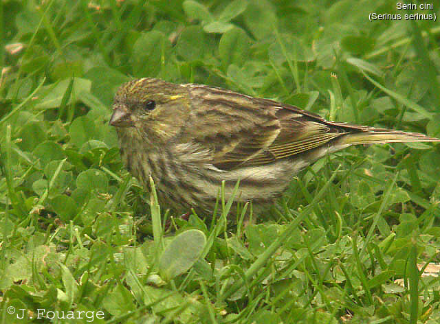 European Serin