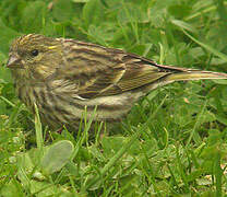 European Serin