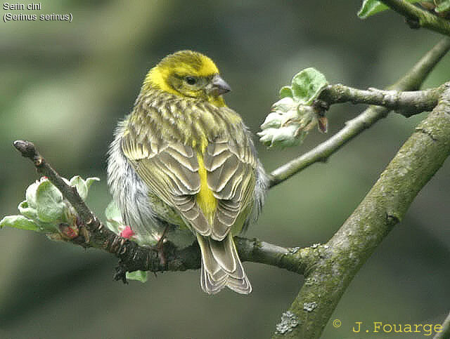 European Serin