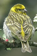 European Serin