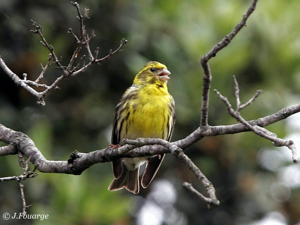 Serin cini mâle adulte