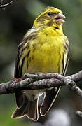 European Serin