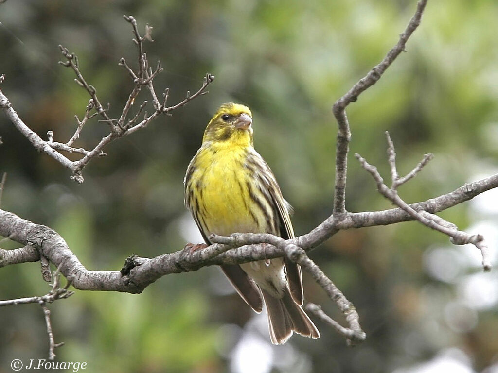 European Serin male adult