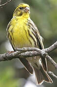 European Serin