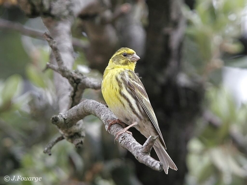 Serin cini mâle adulte