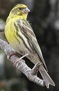 European Serin