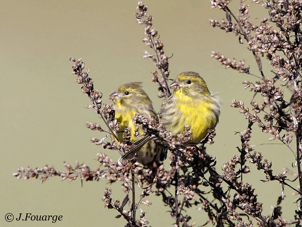 European Serin male First year