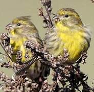 European Serin