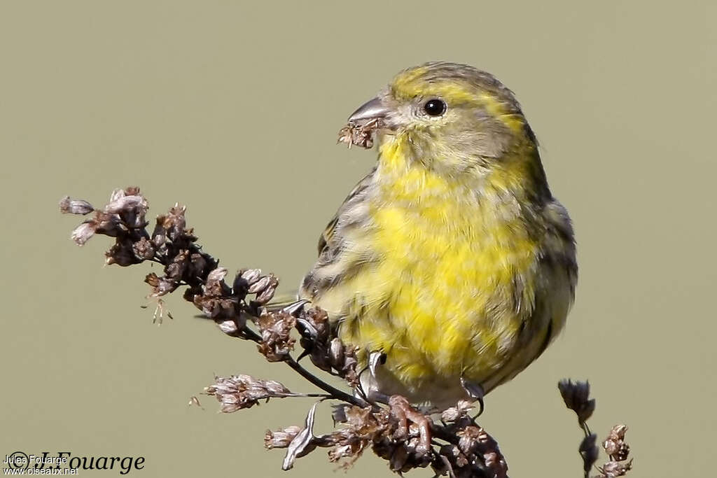 European Serin male adult, feeding habits