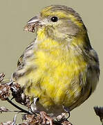 European Serin