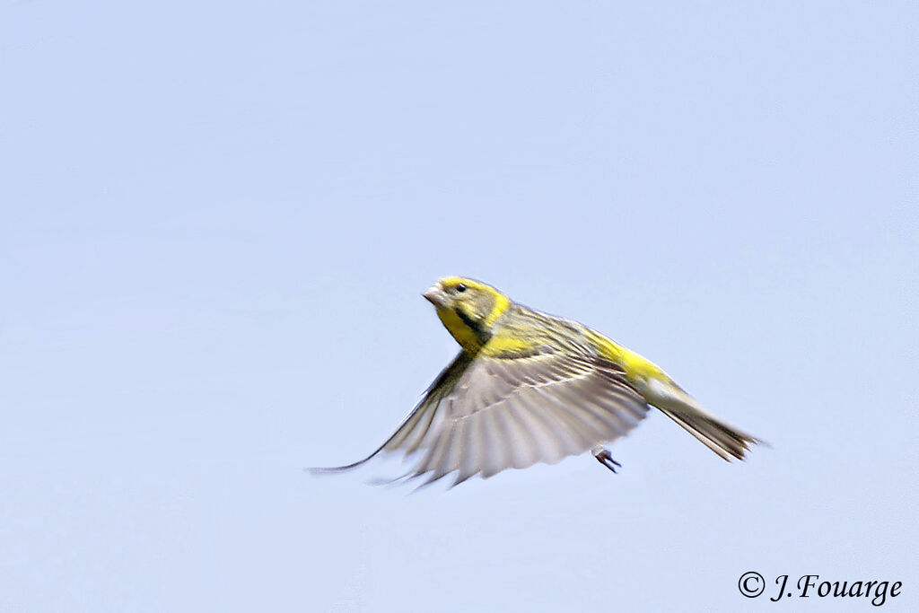 European Serin male adult, Flight, Behaviour