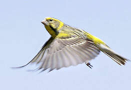 European Serin