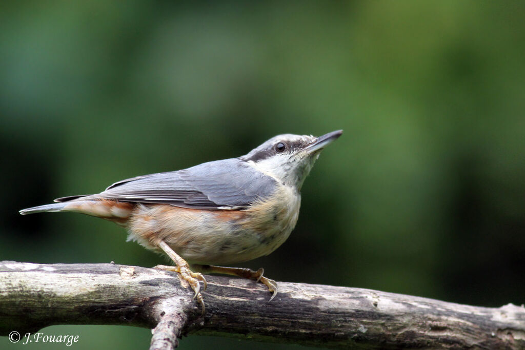 Eurasian Nuthatch, identification