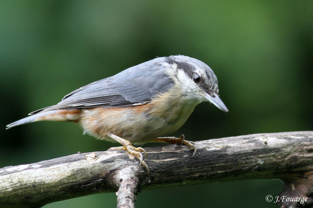 Sittelle torchepot, identification