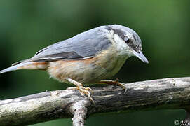 Eurasian Nuthatch