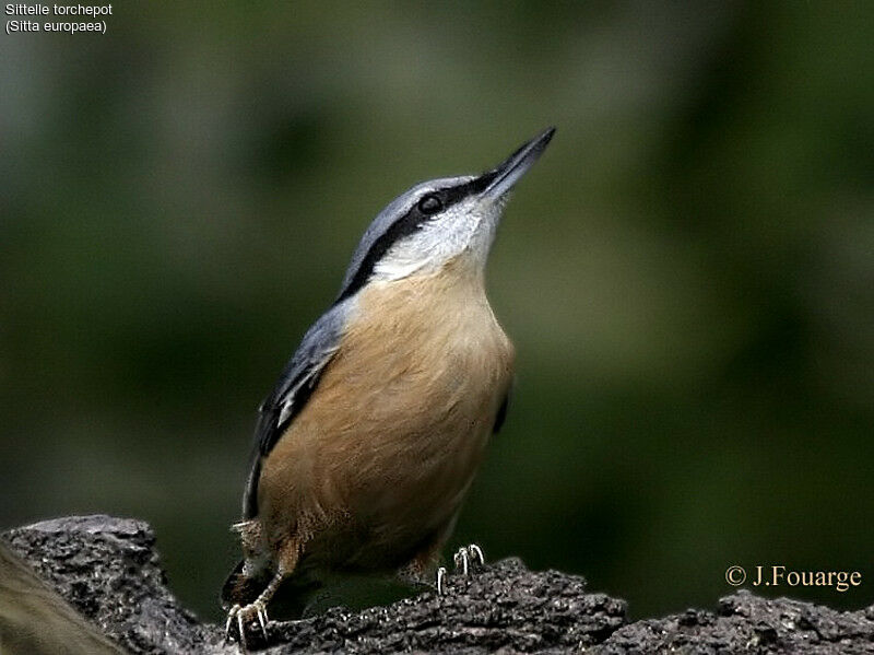 Eurasian Nuthatch