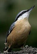 Eurasian Nuthatch