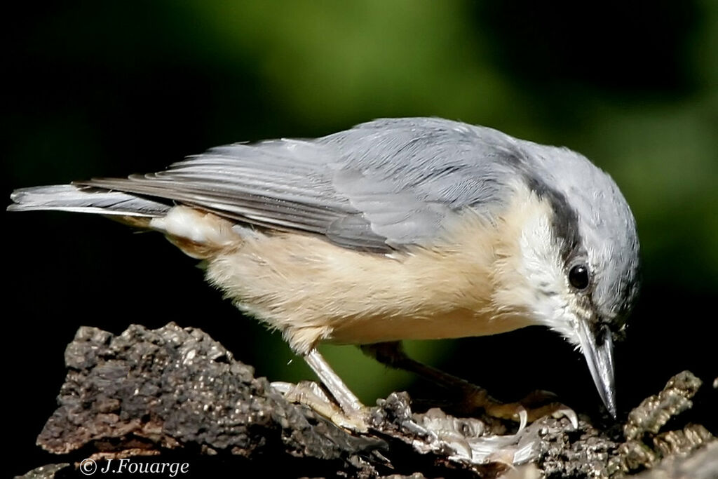 Eurasian NuthatchFirst year