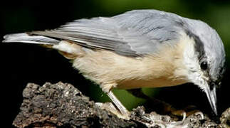 Eurasian Nuthatch