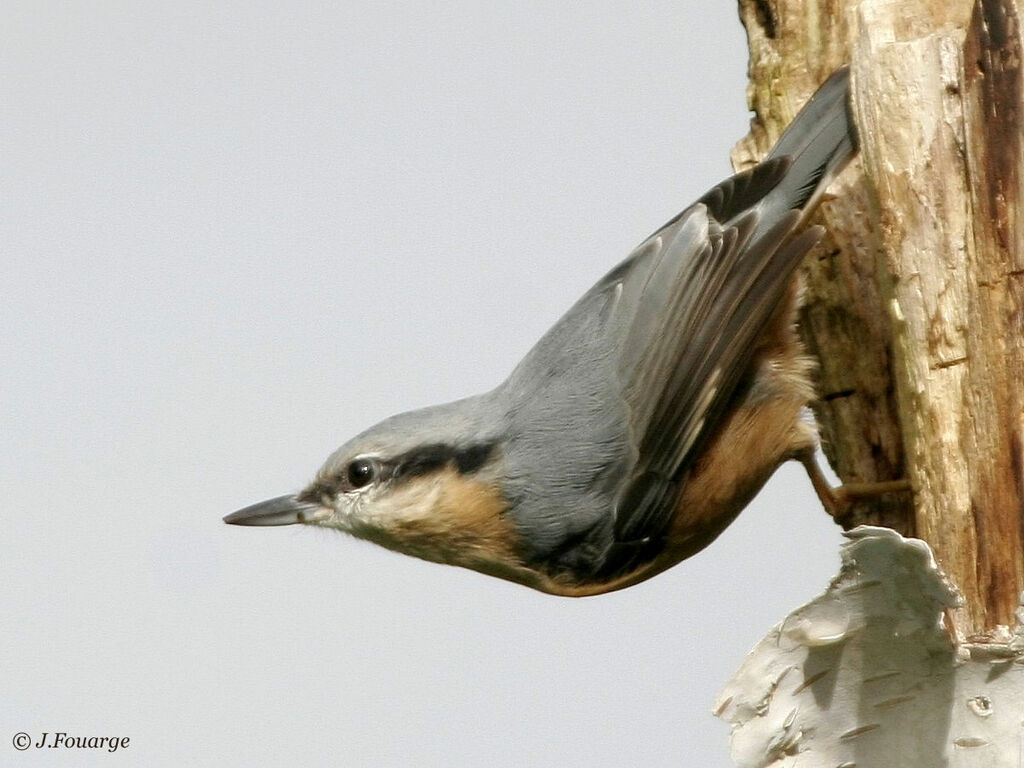 Eurasian Nuthatch